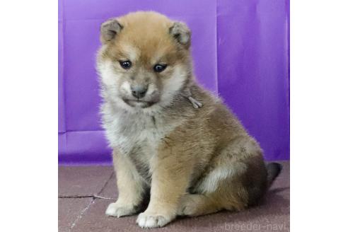 成約済の愛知県の柴犬-368538の3枚目